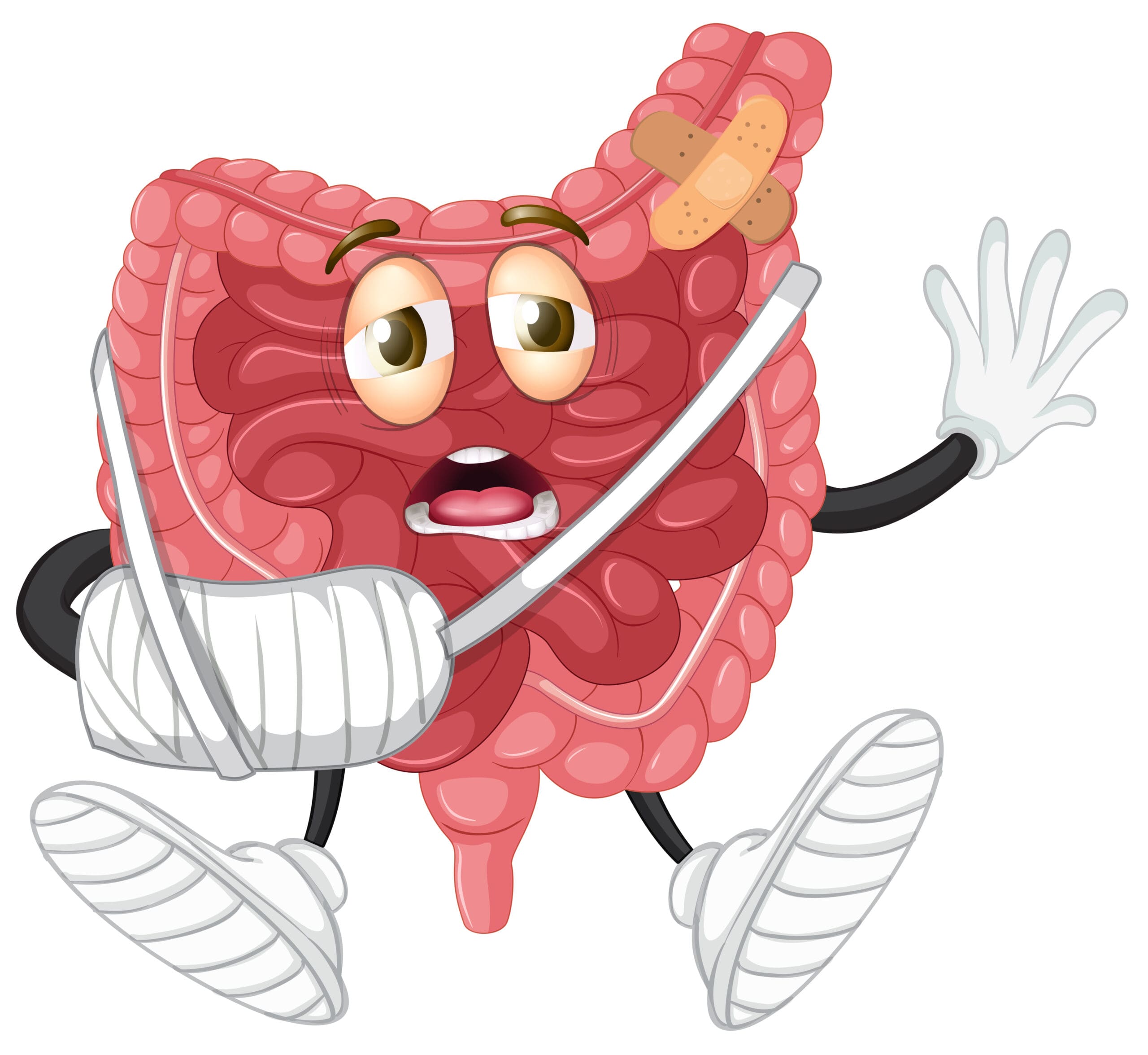 An injure Intestine on white background