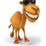 Cartoon graphic of a content camel in a desert.